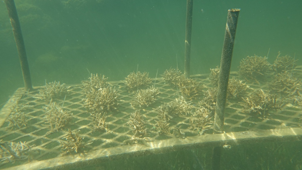 網架分株培育(海洋國家公園管理處提供)