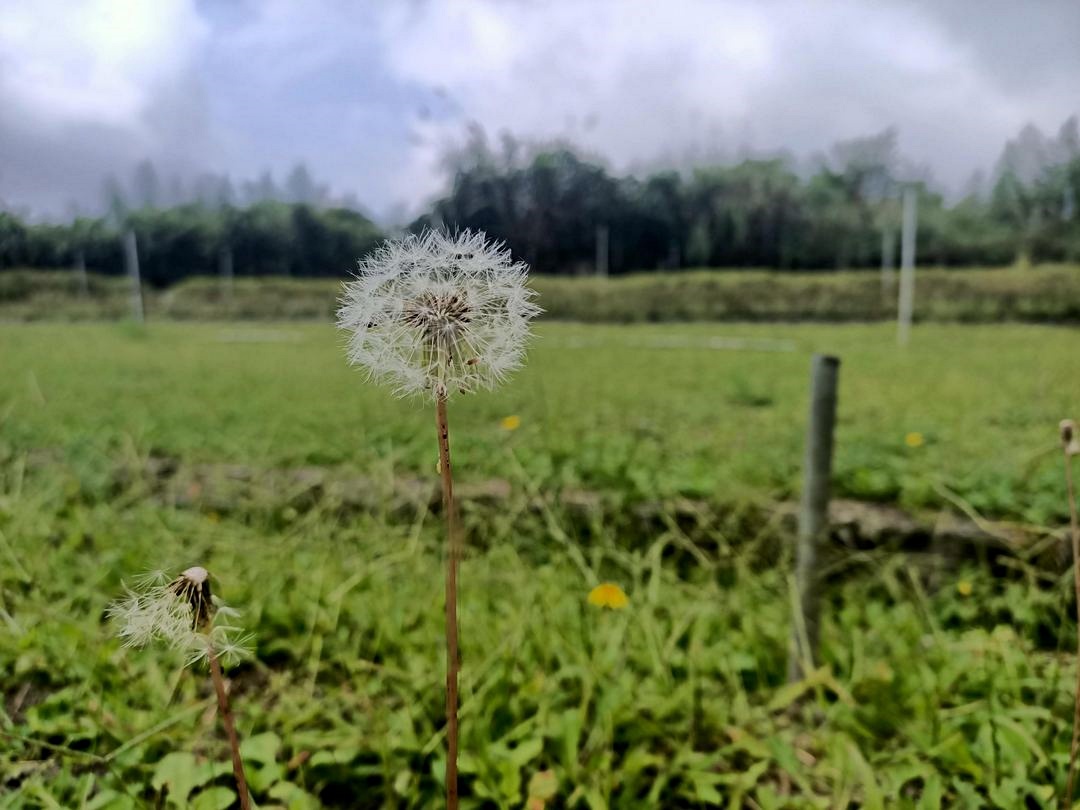 外來種植物_西洋蒲公英(雪霸國家公園管理處提供)