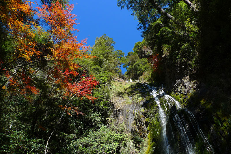 桃山瀑布與楓紅仰角拍攝的畫面 (雪霸國家公園管理處提供)