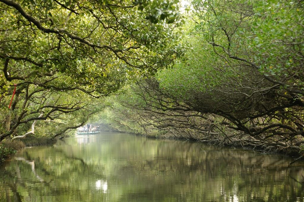 四草紅樹林綠色隧道--民眾可搭乘觀光管筏，穿梭於紅樹林所構成的「水上森林」，欣賞濕地生態及漁業景觀(台江國家公園管理處提供)