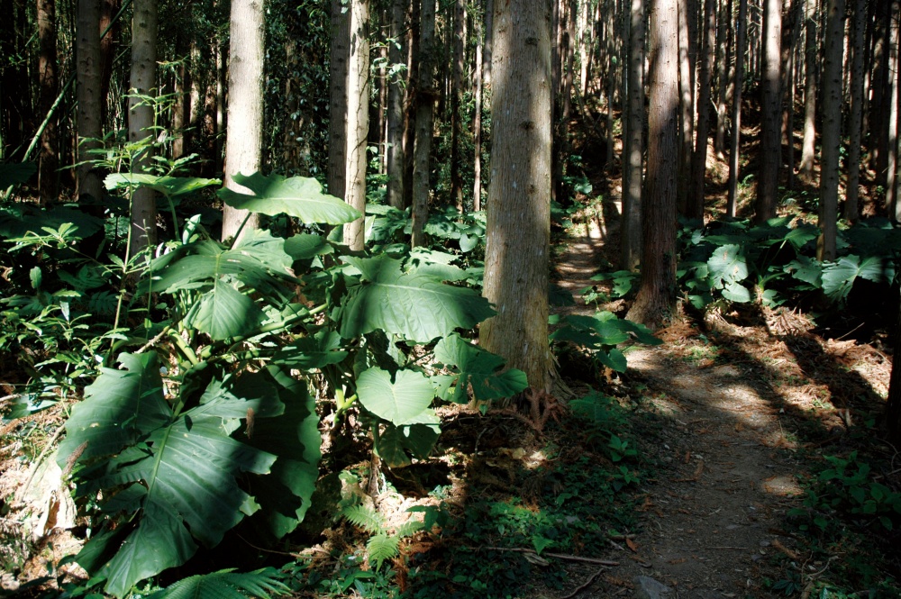 通往丸田砲台遺址的步道幽雅靜謐，令人心曠神怡(雪霸國家公園管理處提供)