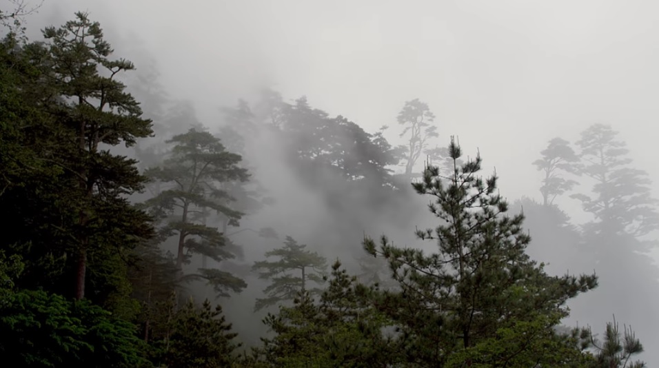 霧林帶不但擁有茂密高大的樹冠層，同時滿布著各種苔癬及附生植物，能夠攔截大量雨水和霧氣(太魯閣國家公園管理處提供)
