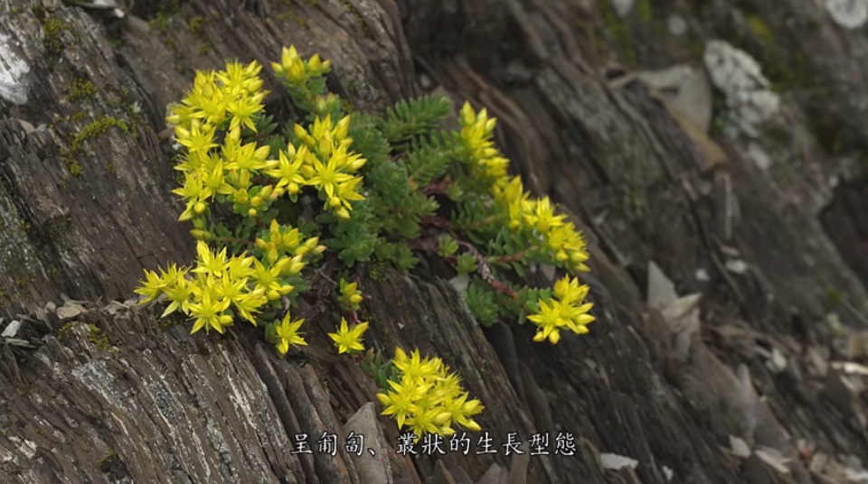 高山植株普遍比較小巧，成匍匐、欉狀的生長型態(太魯閣國家公園管理處提供)