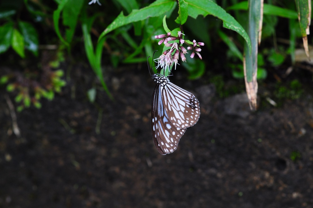 姬小紋青斑蝶(陽明山國家公園管理處提供)