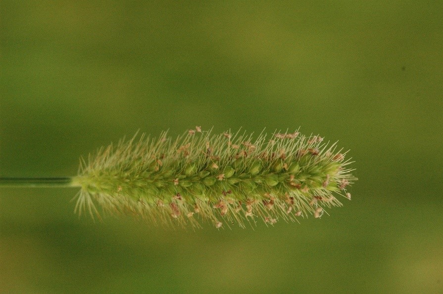 東吉嶼－狗尾草(海洋國家公園管理處提供)