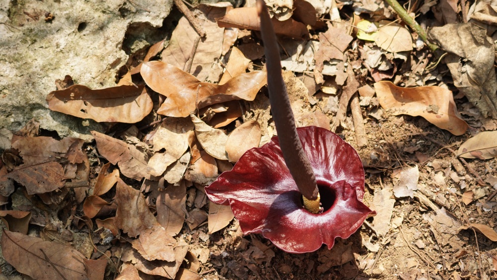 臺灣魔芋，開花結果具有顯著季節性(國立中山大學張楊家豪助理教授提供)