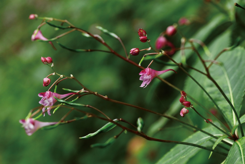 棣慕華鳳仙花(雪霸國家公園管理處提供)