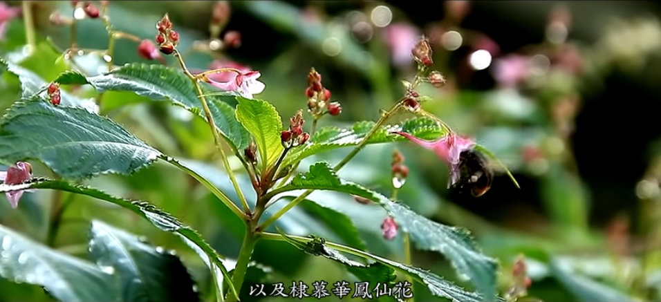 黃花鳳仙花、紫花鳳仙花，以及棣慕華鳳仙花，(雪霸國家公園管理處提供)