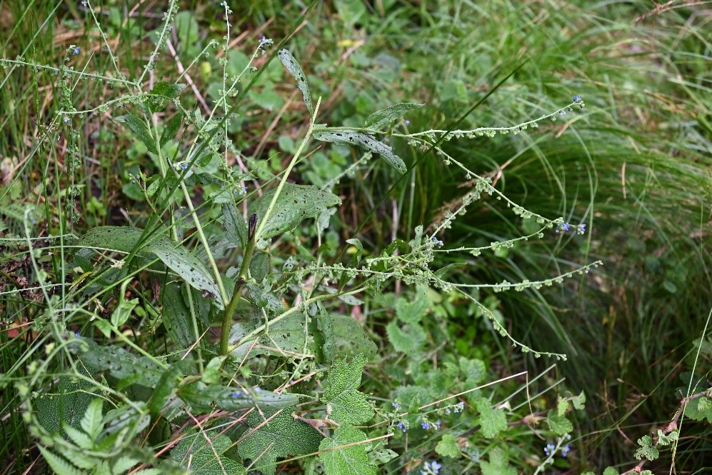 琉璃草(雪霸國家公園管理處提供)