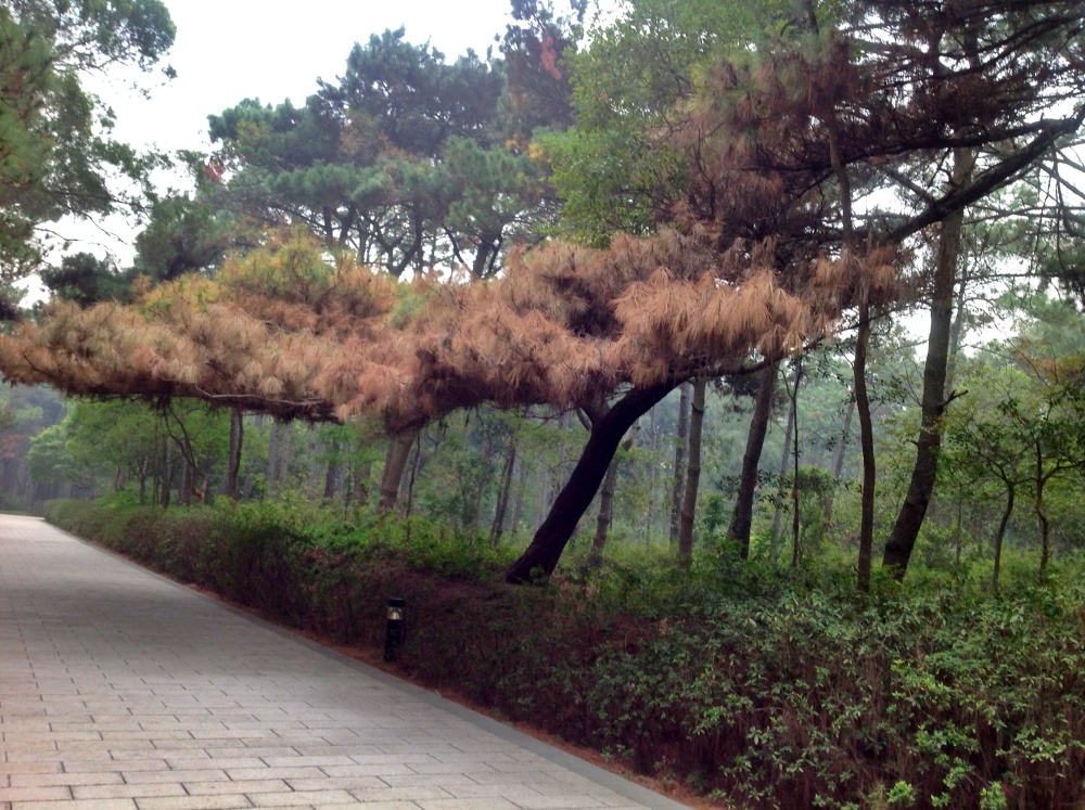 松樹感染松材線蟲萎凋病(金門國家公園管理處提供)