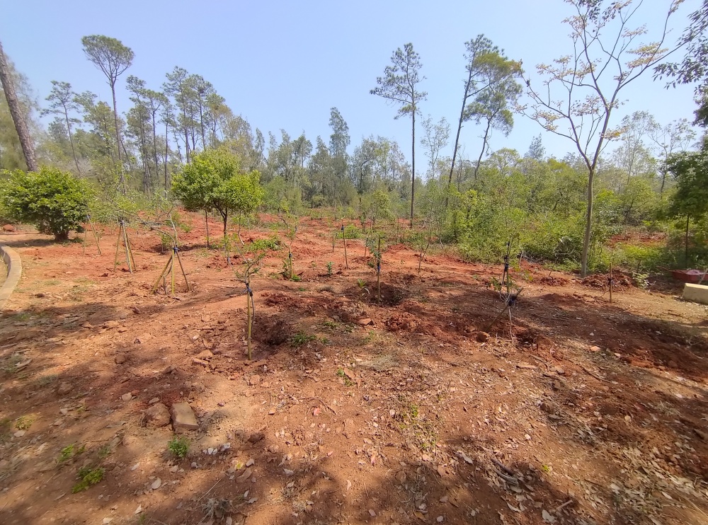 於中山林造林地種植原生樹種(金門國家公園管理處提供)