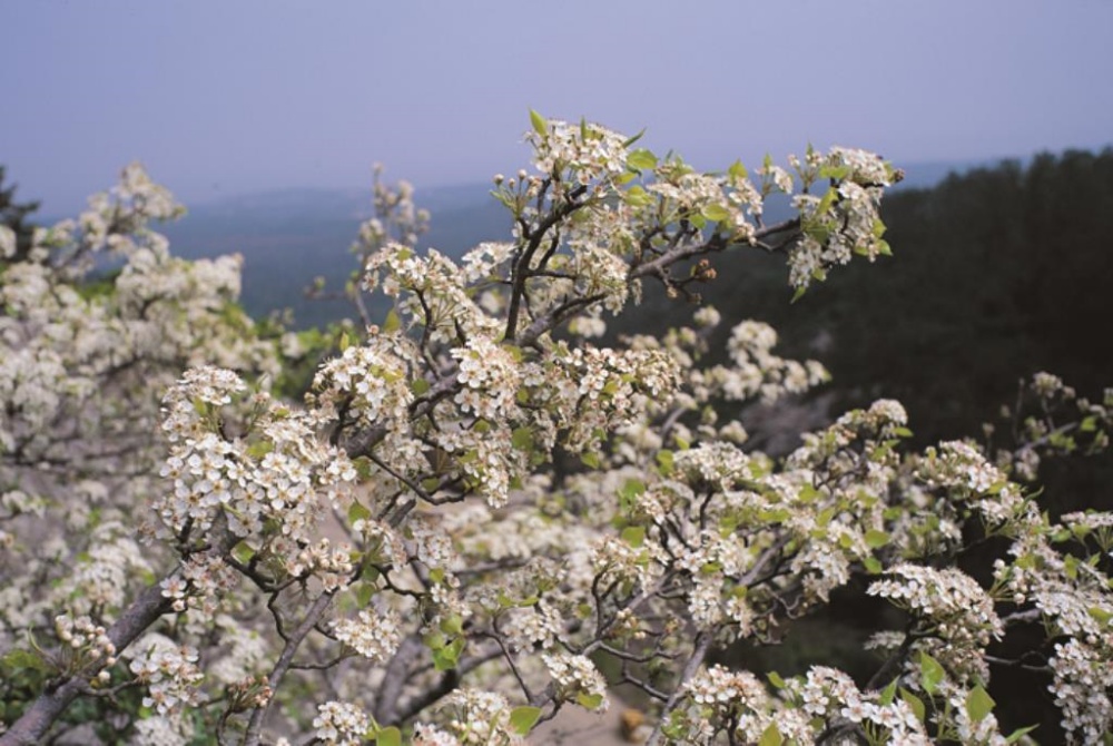 花葉綻放的豆梨(金門國家公園管理處提供)