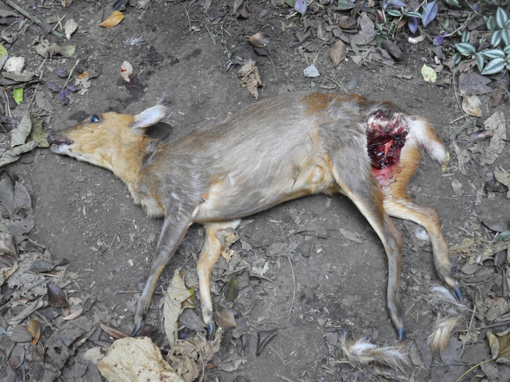 The bodies of Formosan Reeves's muntjacs in Shoushan killed by stray dogs are often found intact without being eaten, indicating that stray dogs chase and bite muntjacs not to satisfy hunger, but to fulfill their hunting instincts.
