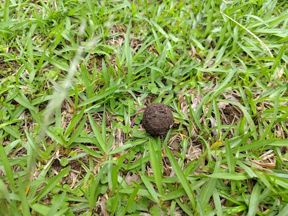 看到糞金龜遺留下來的糞球，就知道牠們曾經到訪
 (陽明山國家公園管理處提供，張雅雯攝)

