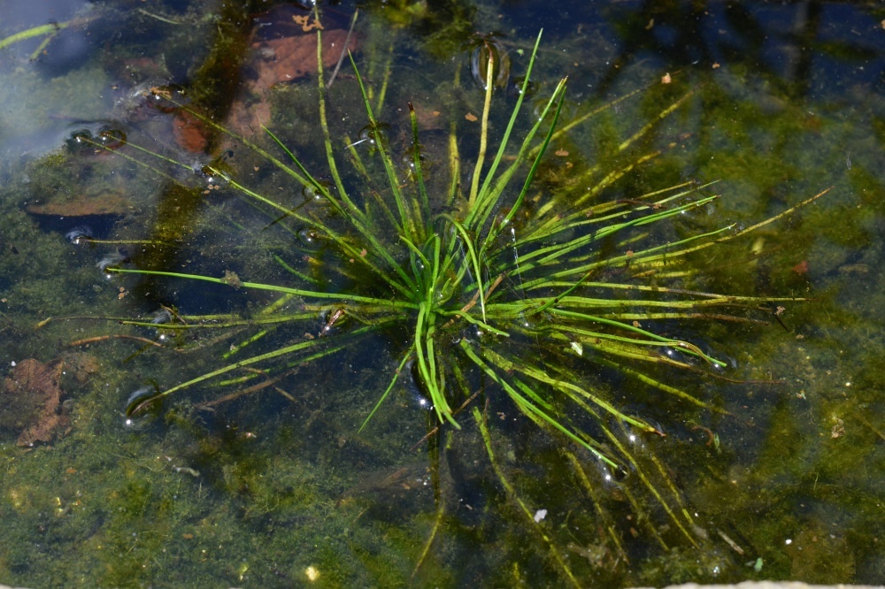 島臺灣水韭
(陽明山國家公園管理處提供，張雅雯攝)
