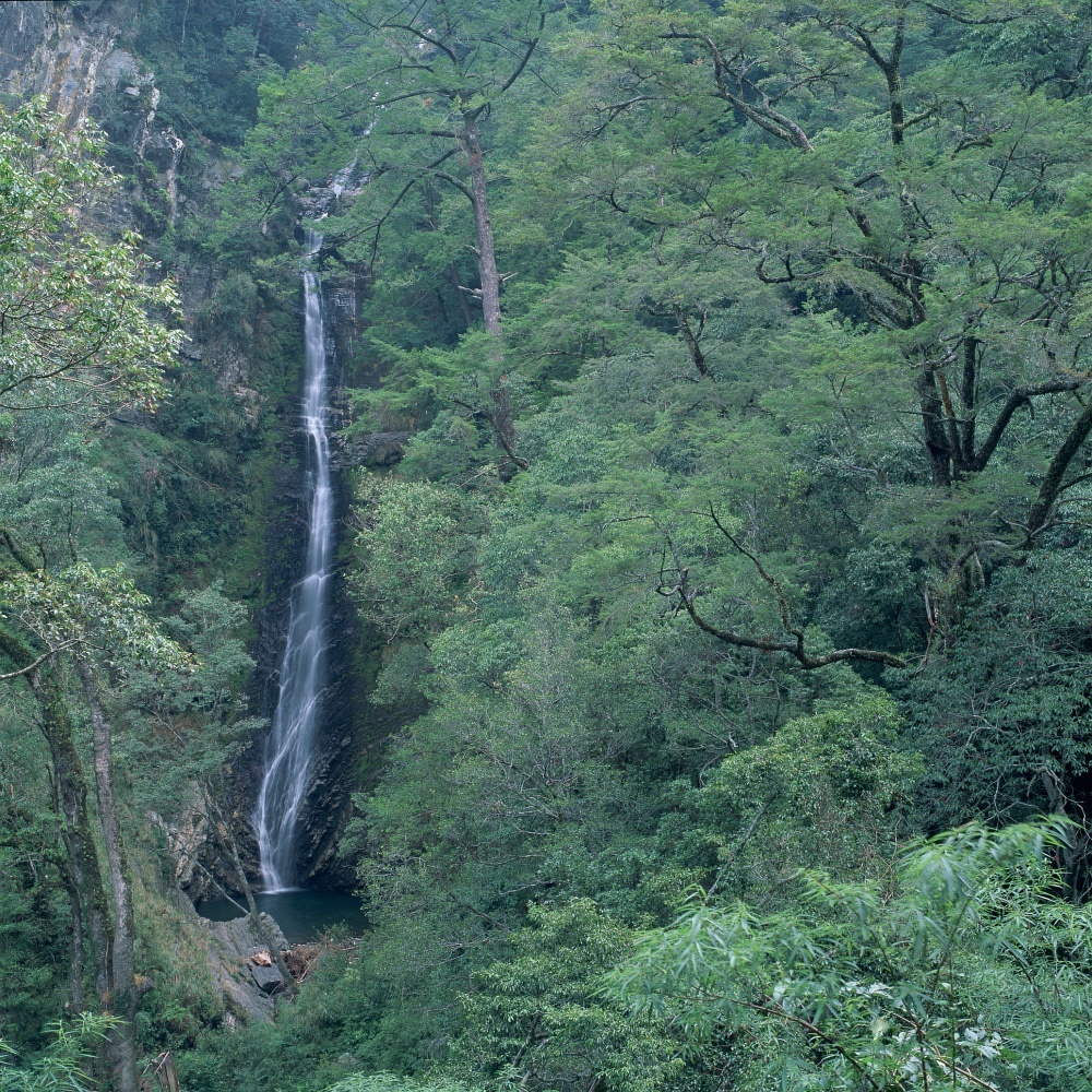 瀑布位於觀景亭平臺前方谷間山壁上，可眺見岩壁上約30餘公尺 
(雪霸國家公園管理處提供) 
