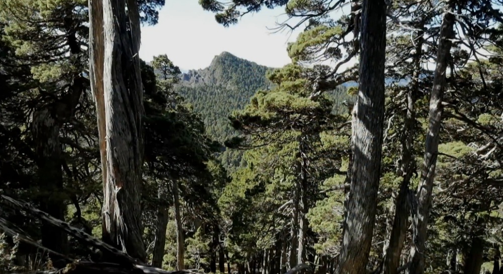 玉山圓柏生長速度非常緩慢，研究指出胸徑生長13公分約需300年
 (雪霸國家公園管理處提供)
