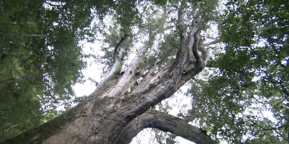 從大霸尖山與品田山，往北延伸至棲蘭山的這片谷地，
有著臺灣現存最大面積的原始檜木林，數千年的參天巨木隨處可見
 (雪霸國家公園管理處提供)

