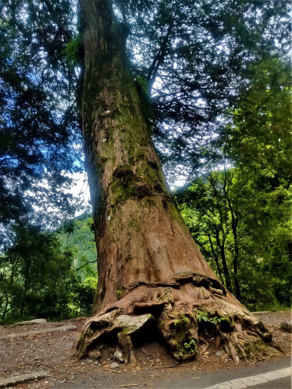 紅檜 (玉山國家公園管理處提供)