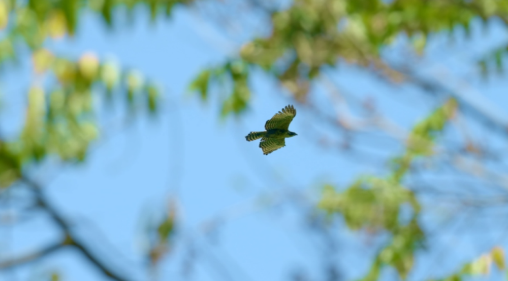 熊鷹是白天的流星，身影總是一閃而逝  (玉山國家公園管理處提供)