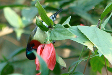 叉尾太陽鳥吸食花蜜