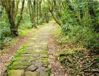 面天山步道旁林木蒼鬱