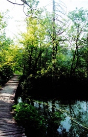 聯結普利特維斯湖國家公園內之人工棧木道