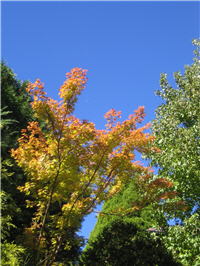 楓紅與藍天，一幅美麗的大自然景色。