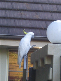 隨處可見的野生葵花鳳頭鸚鵡在山林小屋前暫歇。