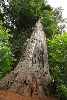 路邊大樹（Big Tree Wayside）