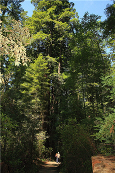 Lady Bird Johnson Grove Nature Trail