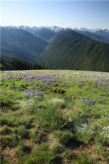 暴風山脊（Hurricane Ridge）