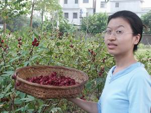 如紅寶石般閃閃發光的洛神花