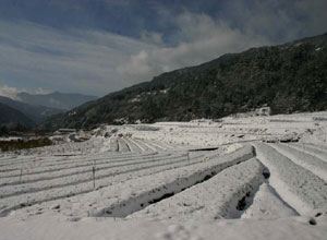 原本是一片綠油油的高麗菜田 現在全被白雪取代了。