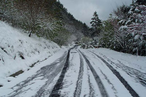 原本是粉粉櫻花盛開的武陵路 現在卻是雪白的道路