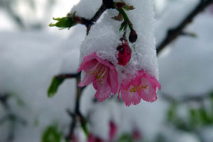 櫻花上的雪何其美麗 雪與花相得益張