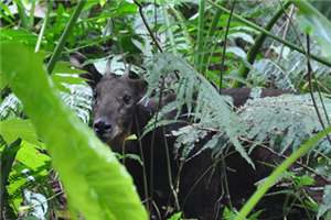 Wild release of Formosan serow by Taroko National Park Headquarters - 1