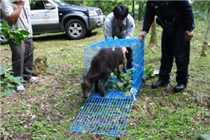 Wild release of Formosan serow by Taroko National Park Headquarters - 2