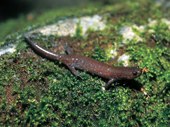 formosan_salamander