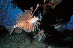 Pterois volitans ( by Chai Youn-chun )