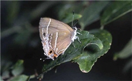 Years of outdoor filming has helped create a rich ecosystem database. Shown here is Chrysozephyrus disparatus pseudotaiwanus/ by Chin-fa Chen