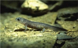 Guanwu Salamander slowly crawling with its four short limbs/ by Chin-fa Chen