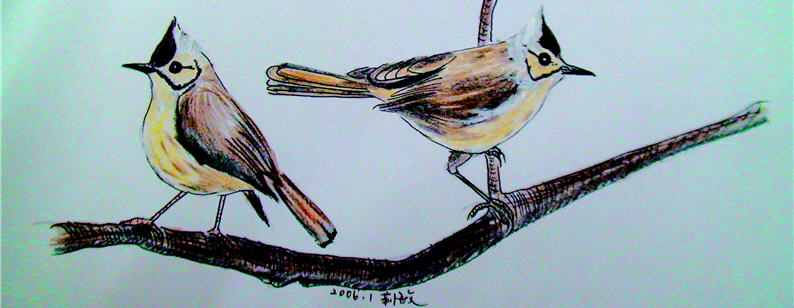 Li-min draws birds as vivid as life. Lift ro right: Picus canus , Pitta brachyuran and Yuhina brunneiceps