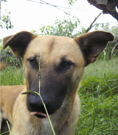 As a member in the mountain, the dog was named “Sweet Pear” for its pear-like color