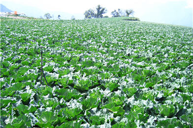 Entering the Fushoushan Farm, one could see nothing but cabbage farms