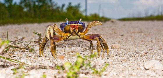 Habitats of the land crabs often overlap those of humans, so land crabs have to compete with people and the traffic on the road all the time