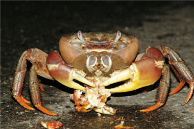 Cardisoma carnifex is eating a Sesarmops intermedisus crushed by a car. The former is a large-sized crab on the land