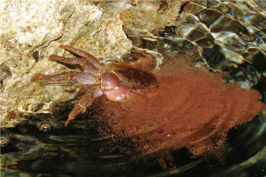 Discoplax rotundum is releasing the larva into the sea