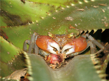 Scandarma lintou is eating the fruits of Marabutans plants. It usually perches on the plants and only goes down to the land when necessary