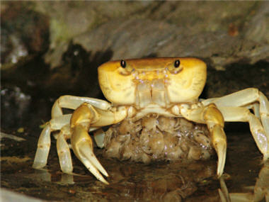 Taiwan's endemic species Geothelphusa albogilva Shy Ng and Yu directly hatches its baby crabs without laying any eggs at the seaside